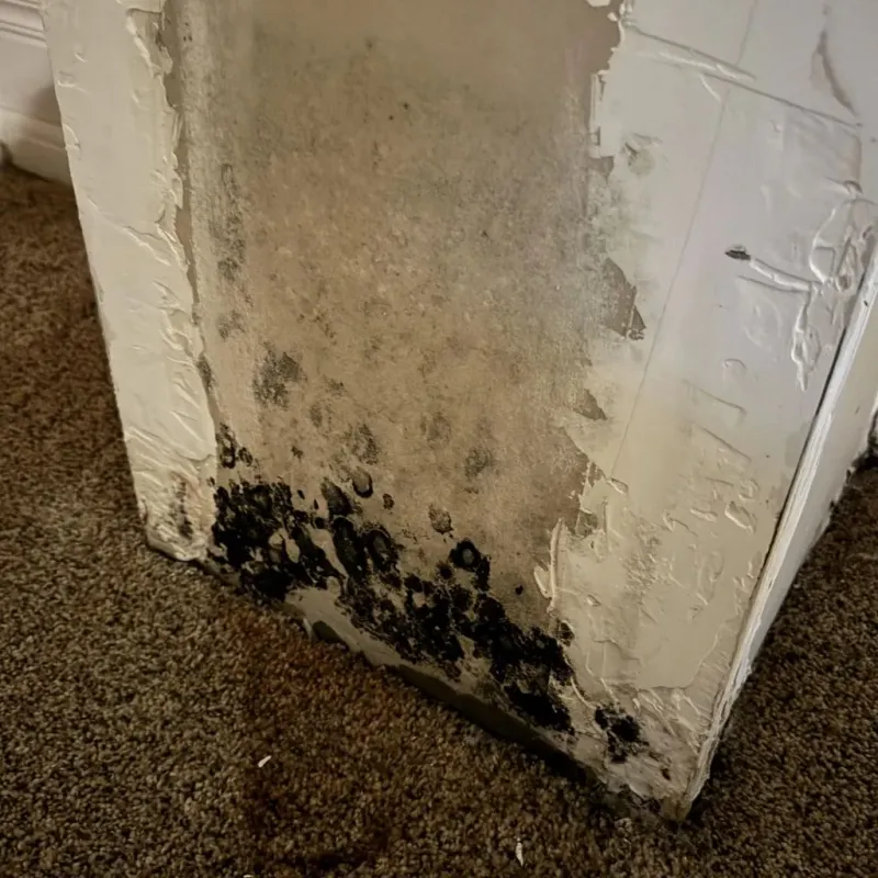 Professional Mold Removal in Stratford, TX